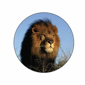 Lion Face Stickers